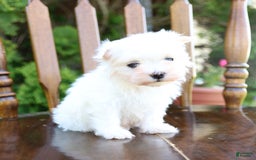 Maltese dogs for sale: Angel - Image 2