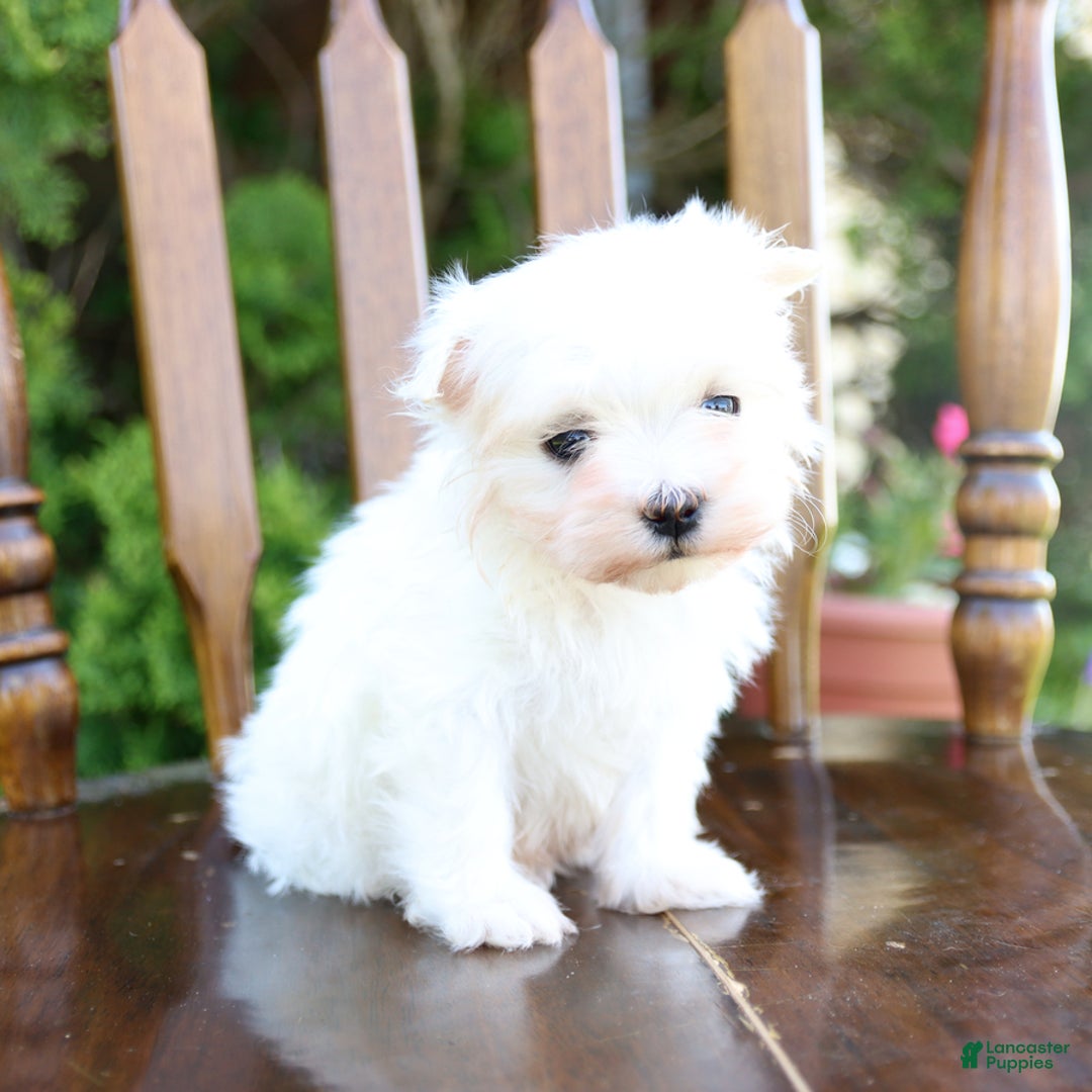 Maltese dogs for sale: Angel - Image 2