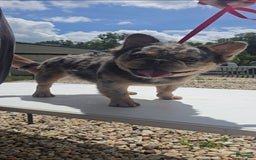 French Bulldog dogs for sale: Sonic - Image 10