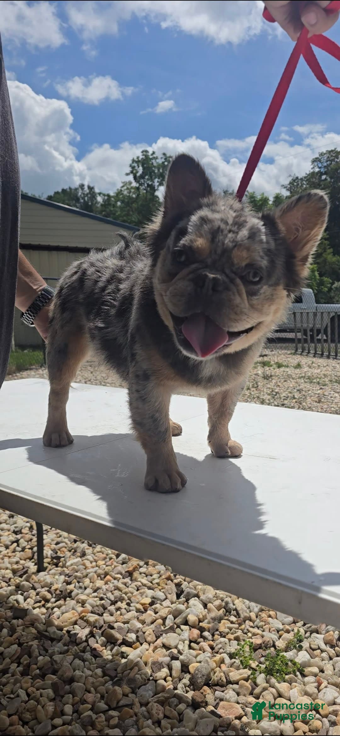 French Bulldog dogs for sale: Sonic - Image 10