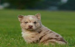Gerberian Shepsky dogs for sale: Max - Image 14