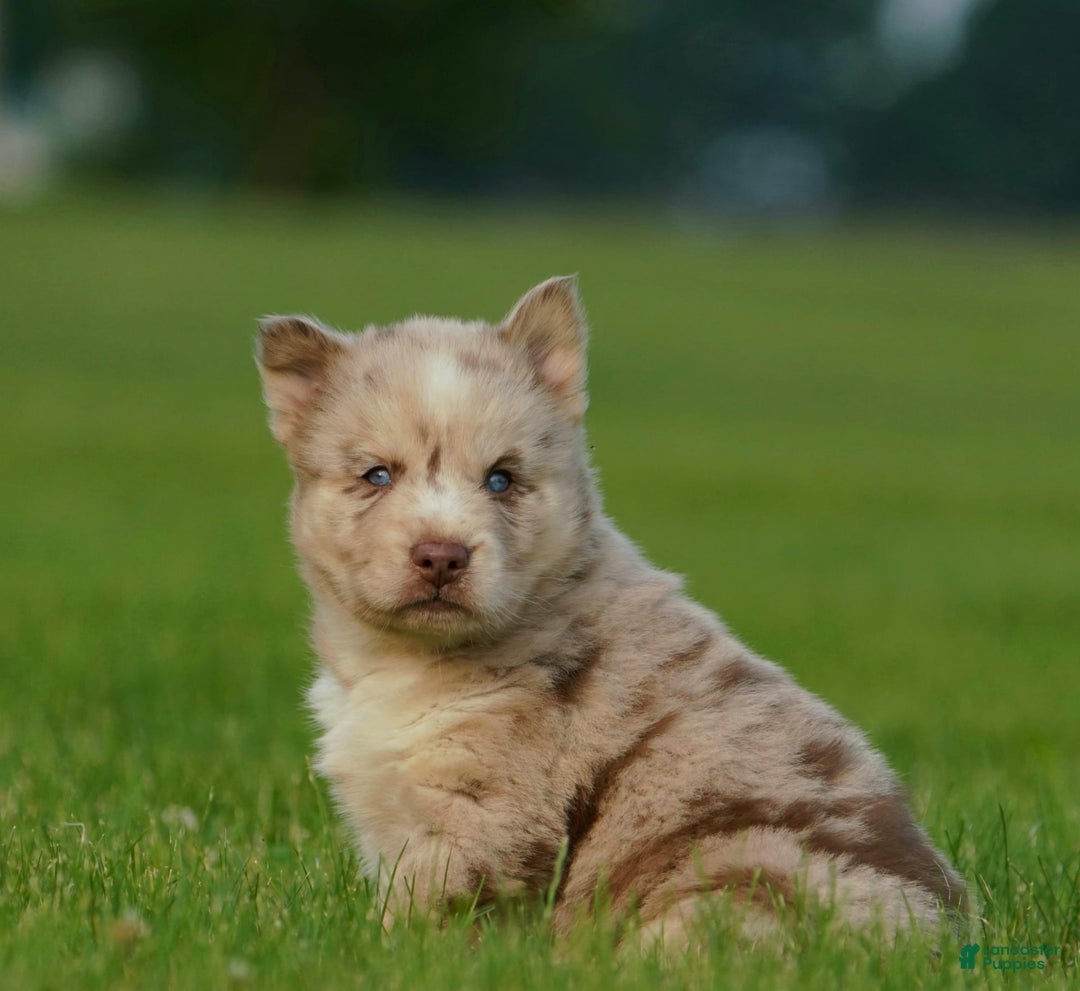 Gerberian Shepsky dogs for sale: Max - Image 14