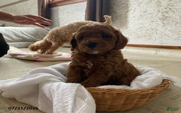 Toy Poodle dogs for sale: Asher - Extra Small - Image 4