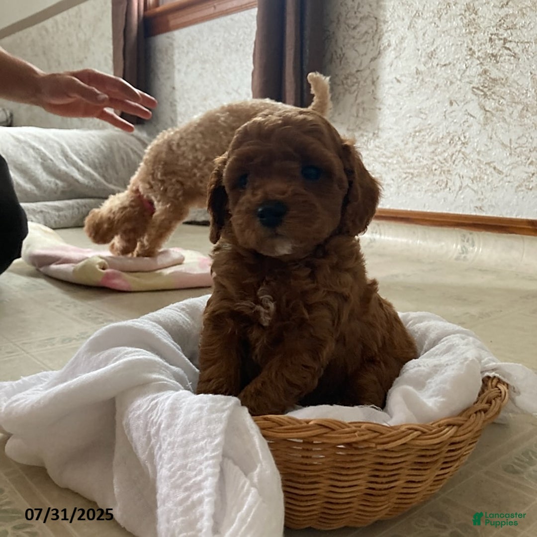 Toy Poodle dogs for sale: Asher - Extra Small - Image 4