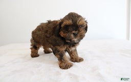 Shihpoo dogs for sale: Lukas - Image 7