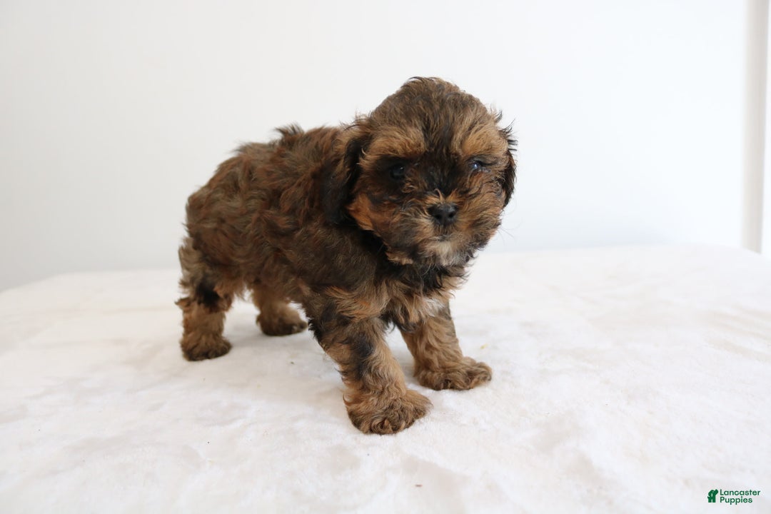 Shihpoo dogs for sale: Lukas - Image 7