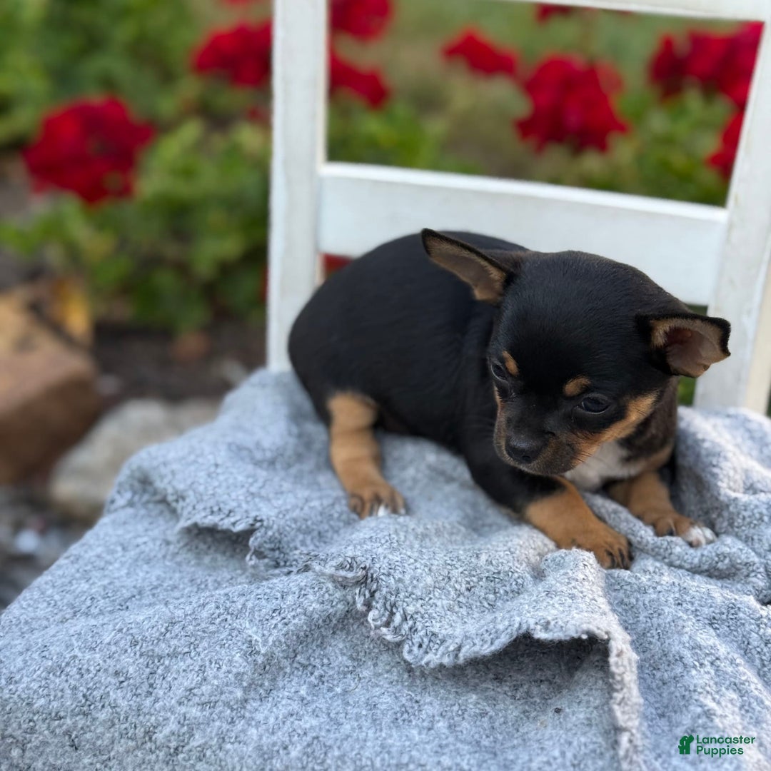 Chihuahua dogs for sale: Sprinkles - Image 2
