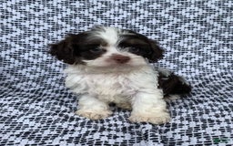 Cockapoo dogs for sale: Teddy - Image 2