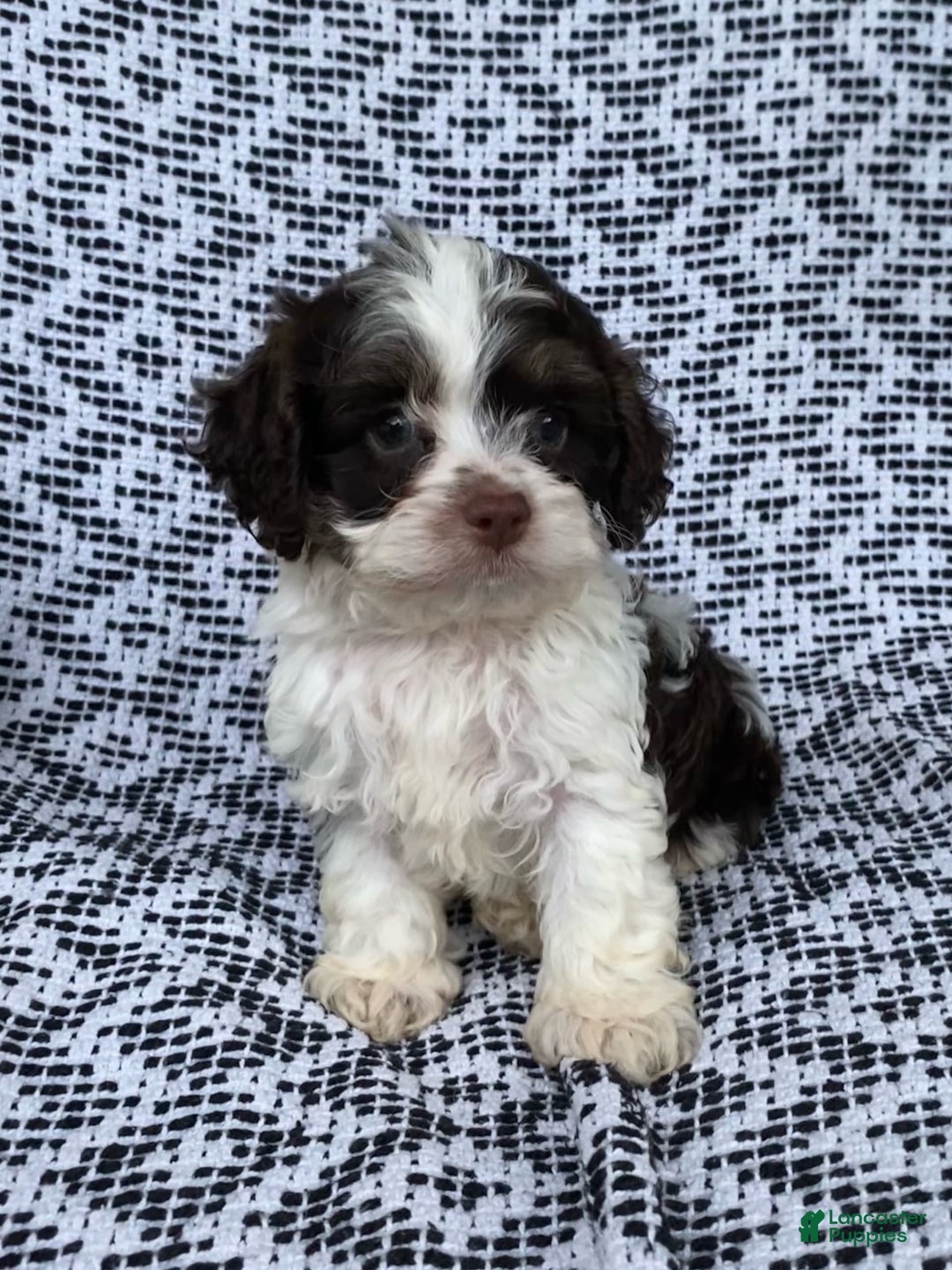 Cockapoo dogs for sale: Teddy - Image 2