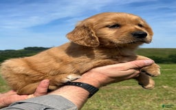 Golden Retriever dogs for sale: Pumpkin - Image 11