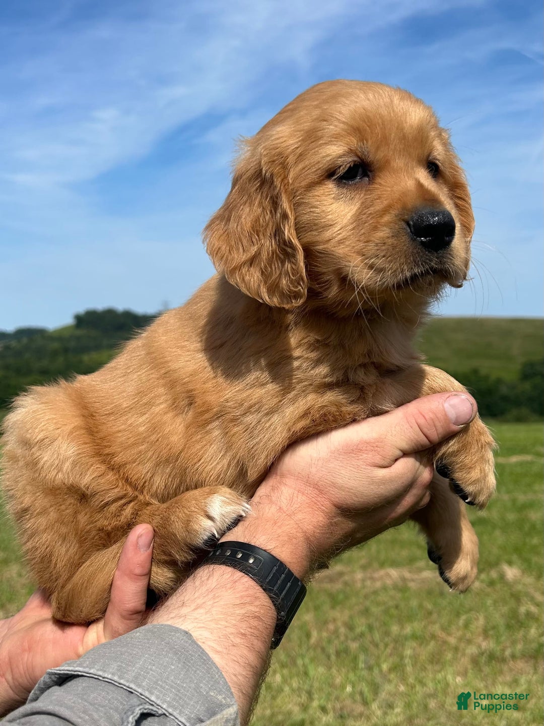 Golden Retriever dogs for sale: Pumpkin - Image 11