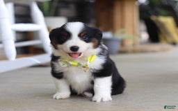 Australian Shepherd dogs for sale: Zeke - Image 6