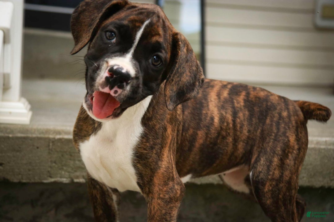 Boxer dogs for sale: Tori - Image 4