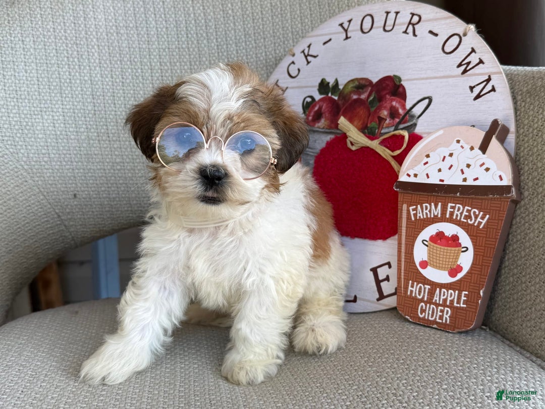 Teddy Bear dogs for sale: Freda - Image 1