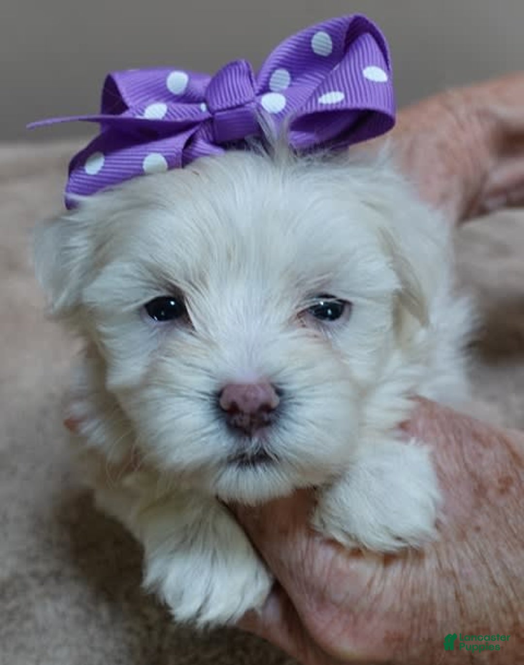 Maltese dogs for sale: Brooklyn - Image 4