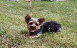 Yorkshire Terrier dogs for sale: Lucy - Image 2