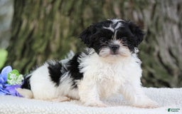 Shih Tzu dogs for sale: Cookie - Image 4
