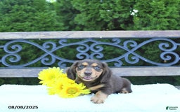 Miniature Dachshund dogs for sale: Oliver - Image 4