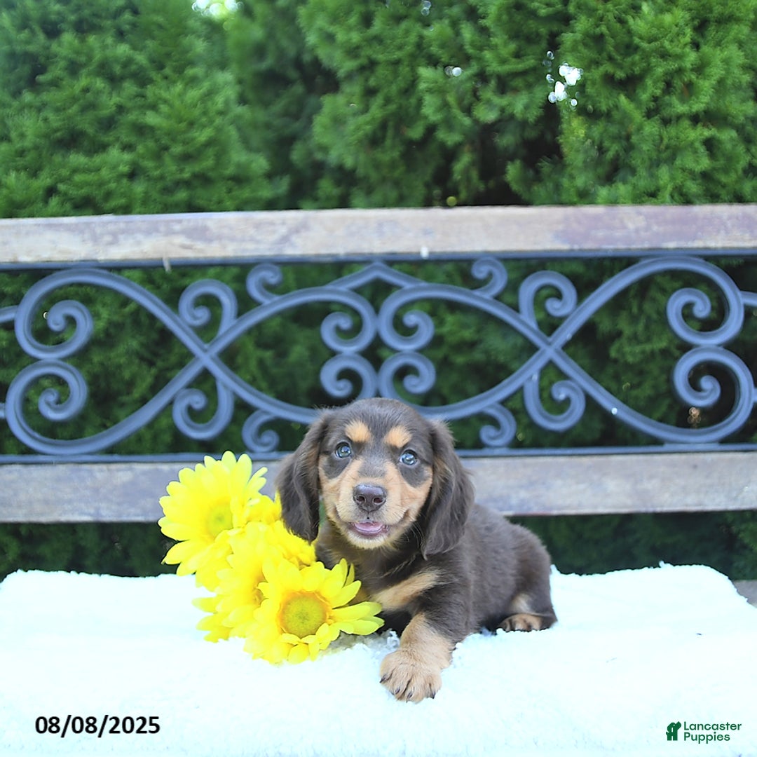 Miniature Dachshund dogs for sale: Oliver - Image 4