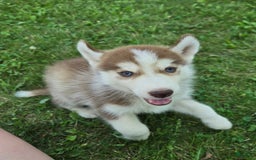 Siberian Husky dogs for sale: Poe - Image 4