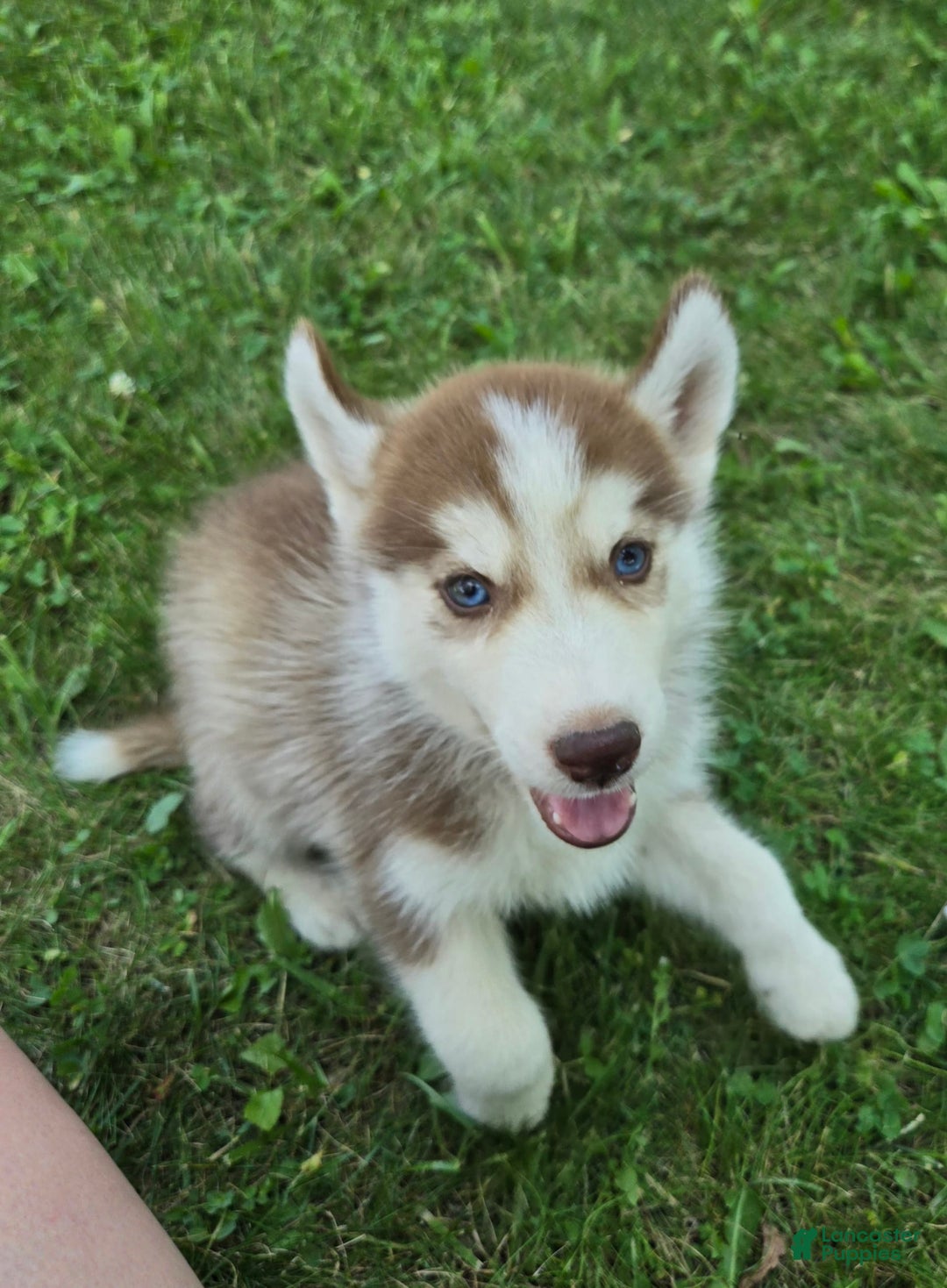 Siberian Husky dogs for sale: Poe - Image 4