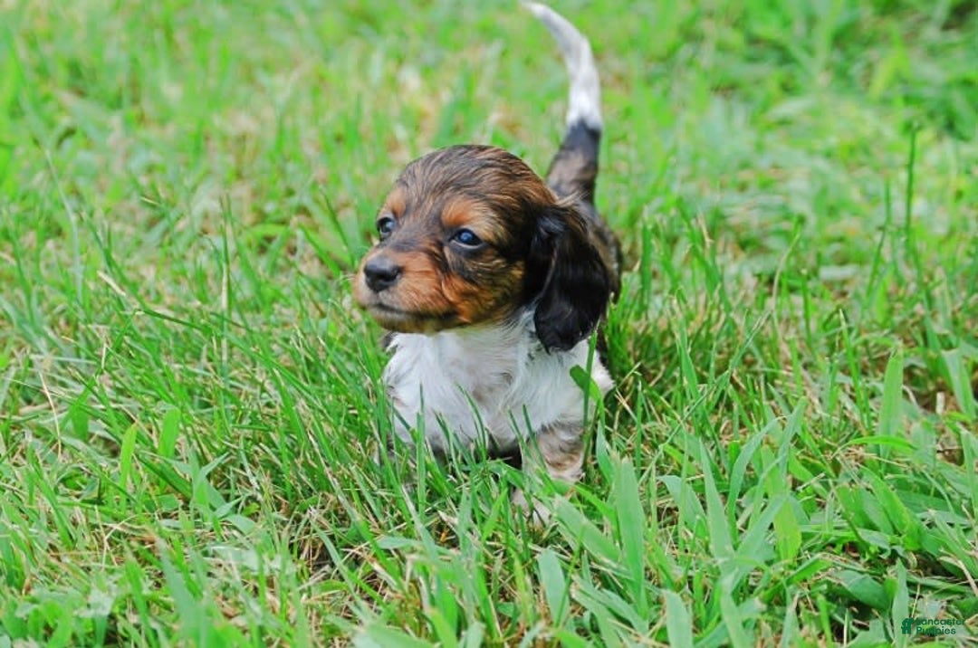 Dachshund dogs for sale: Akc Duke - Image 4