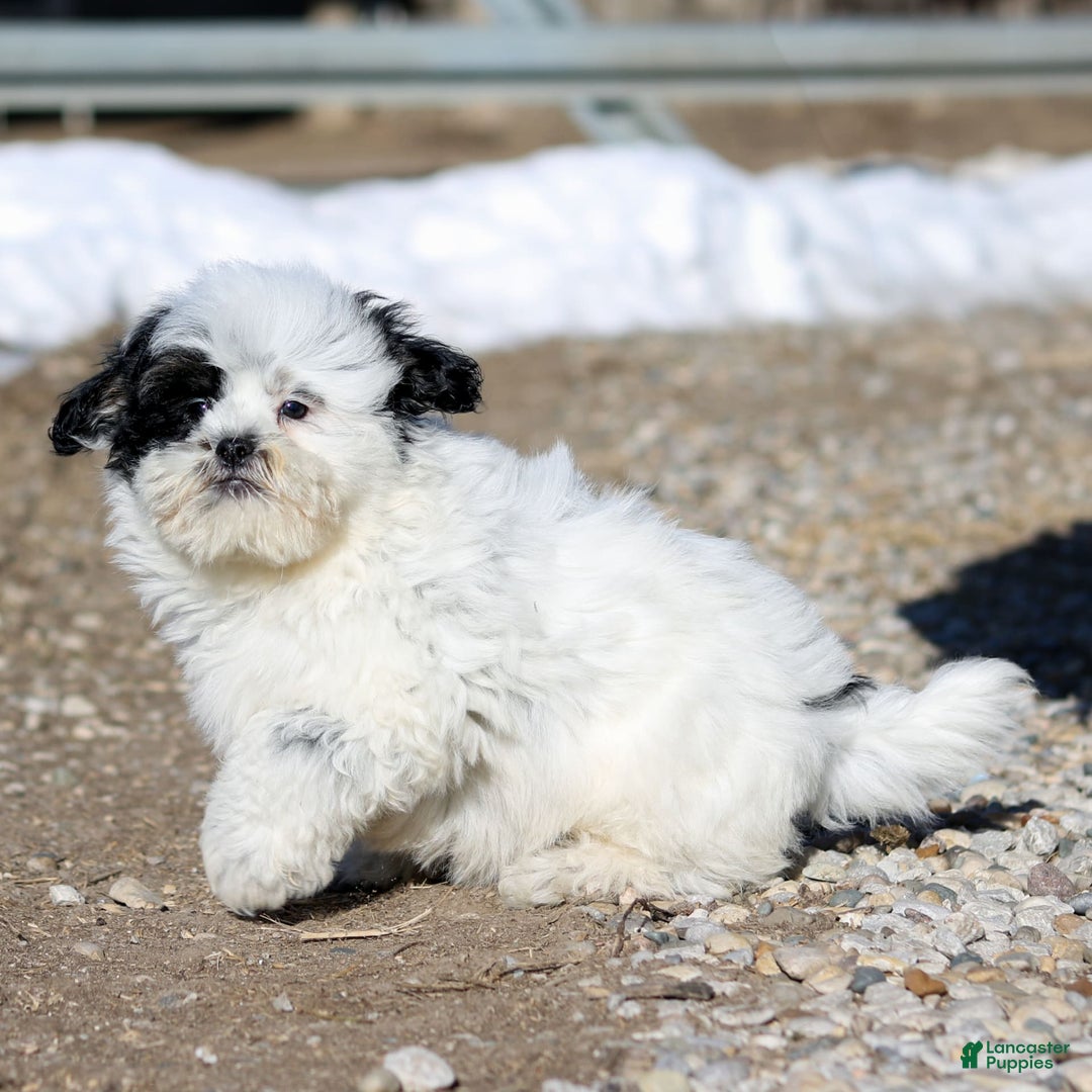Shihpoo dogs for sale: Benny - Image 17