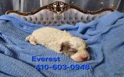 Mini Goldendoodle dogs for sale: Everest - Image 1