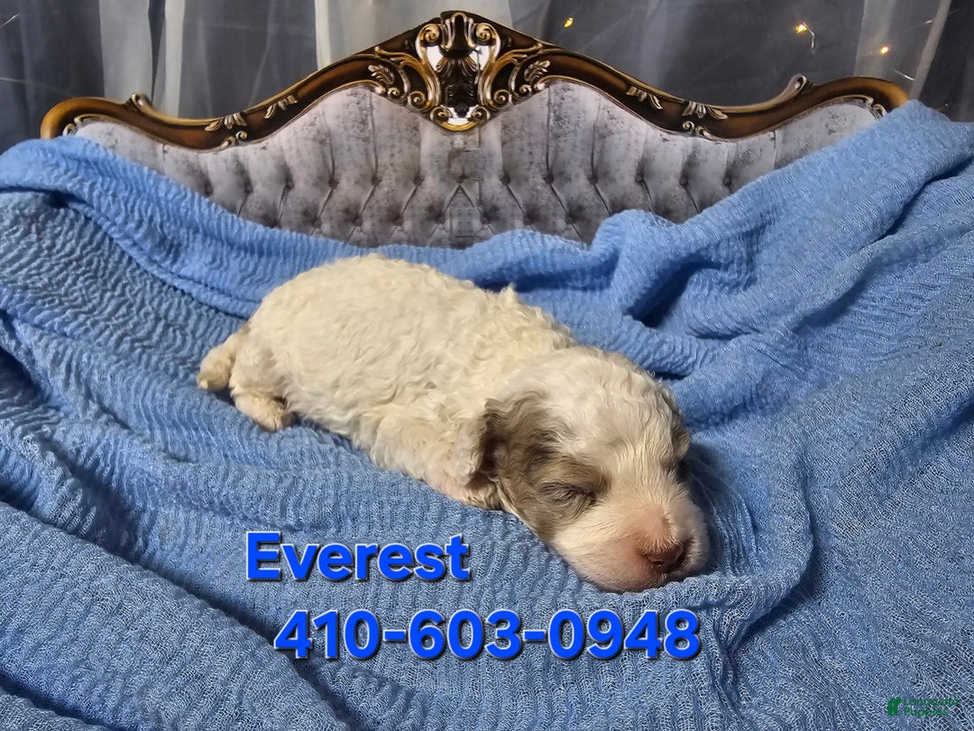Mini Goldendoodle dogs for sale: Everest - Image 1