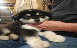 Alaskan Malamute dogs for sale: Puppy 1 - Image 5