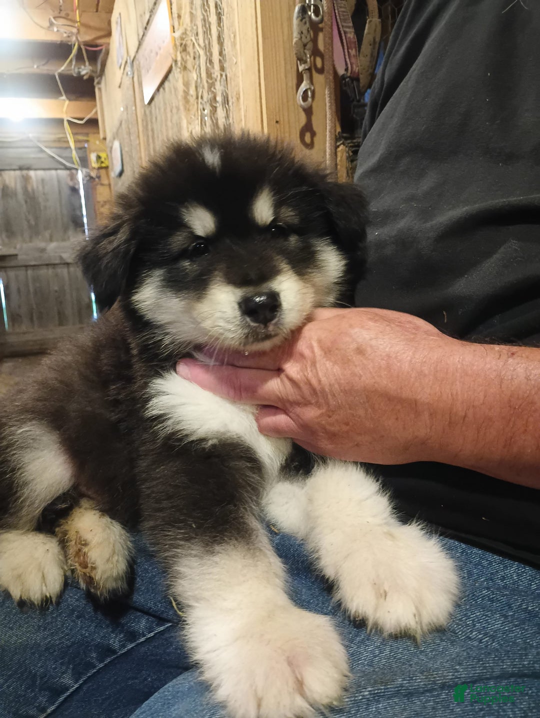 Alaskan Malamute dogs for sale: Puppy 1 - Image 5