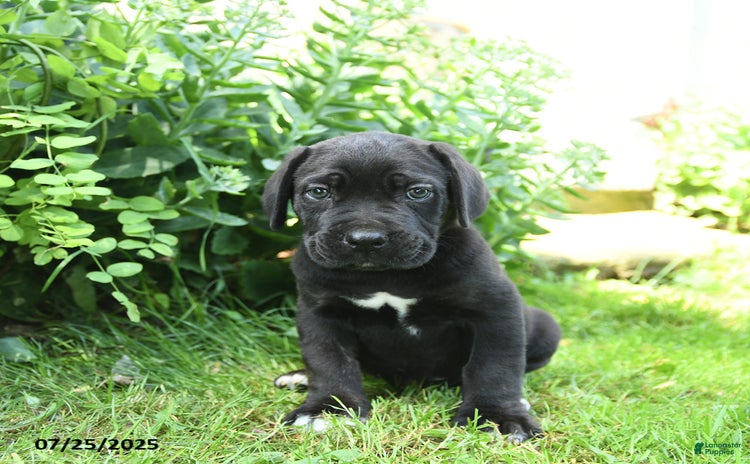 Cane Corso dogs for sale - Ad 4
