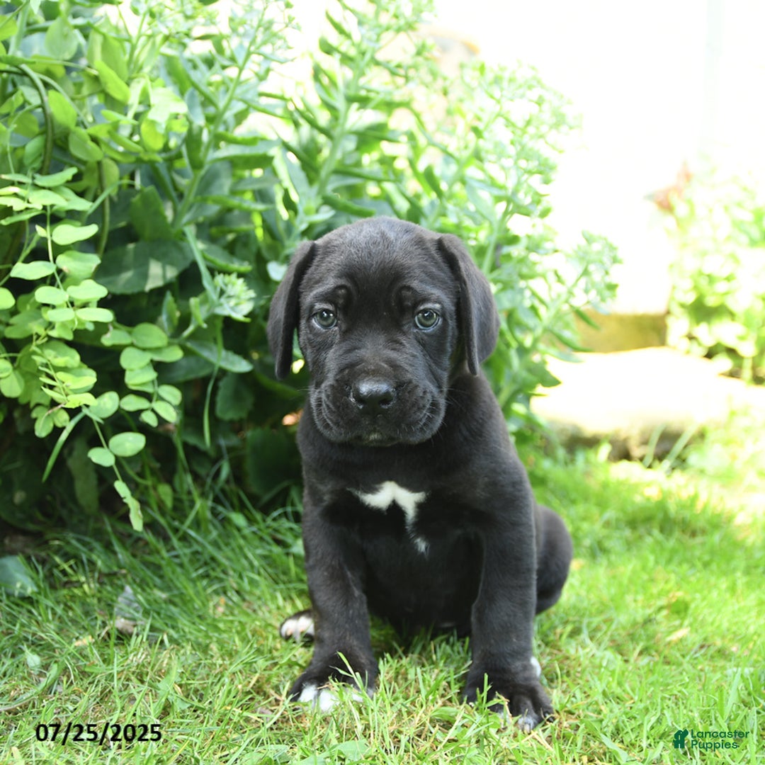 Cane Corso dogs for sale: Pluto - Image 1