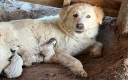Great Pyrenees dogs for sale: Light Blue Boy - Image 3