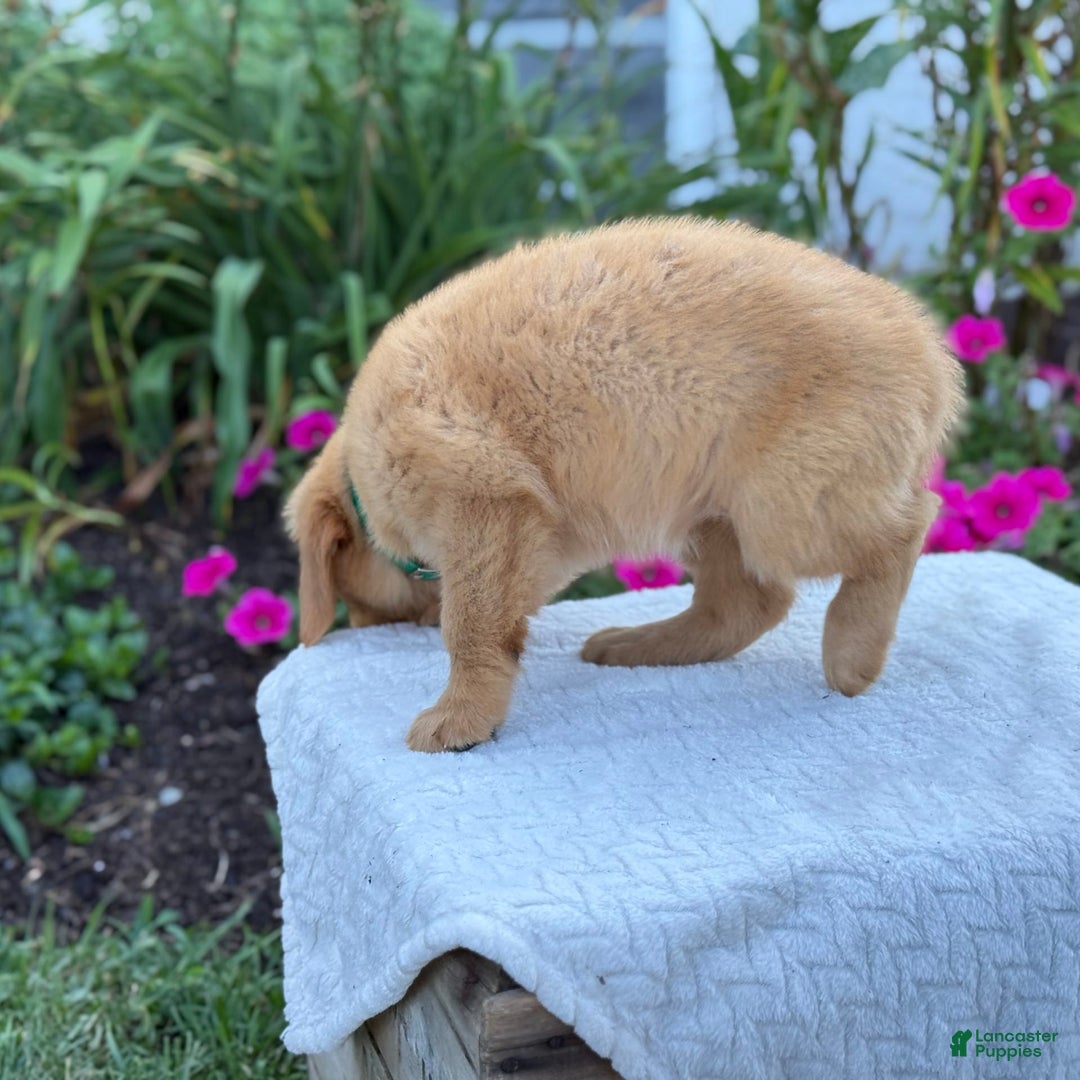 Golden Retriever dogs for sale: Treasure - Image 10