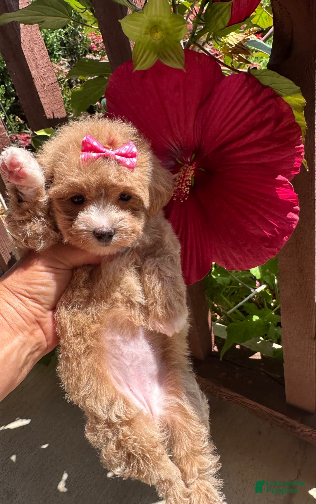 Maltipoo dogs for sale: TESSA - Image 6