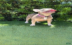 French Bulldog dogs for sale: Susu - Image 3