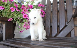 German Shepherd dogs for sale: Judy - Image 5