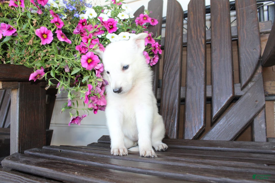 German Shepherd dogs for sale: Judy - Image 5