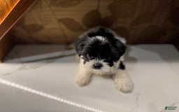 Morkie dogs for sale: Mr. Tiny - Image 2