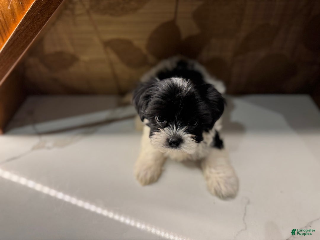 Morkie dogs for sale: Mr. Tiny - Image 2