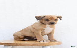Jug dogs for sale: Lake - Image 1