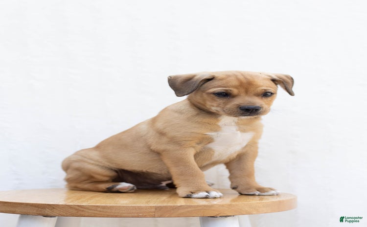Jug dogs for sale - Ad 5