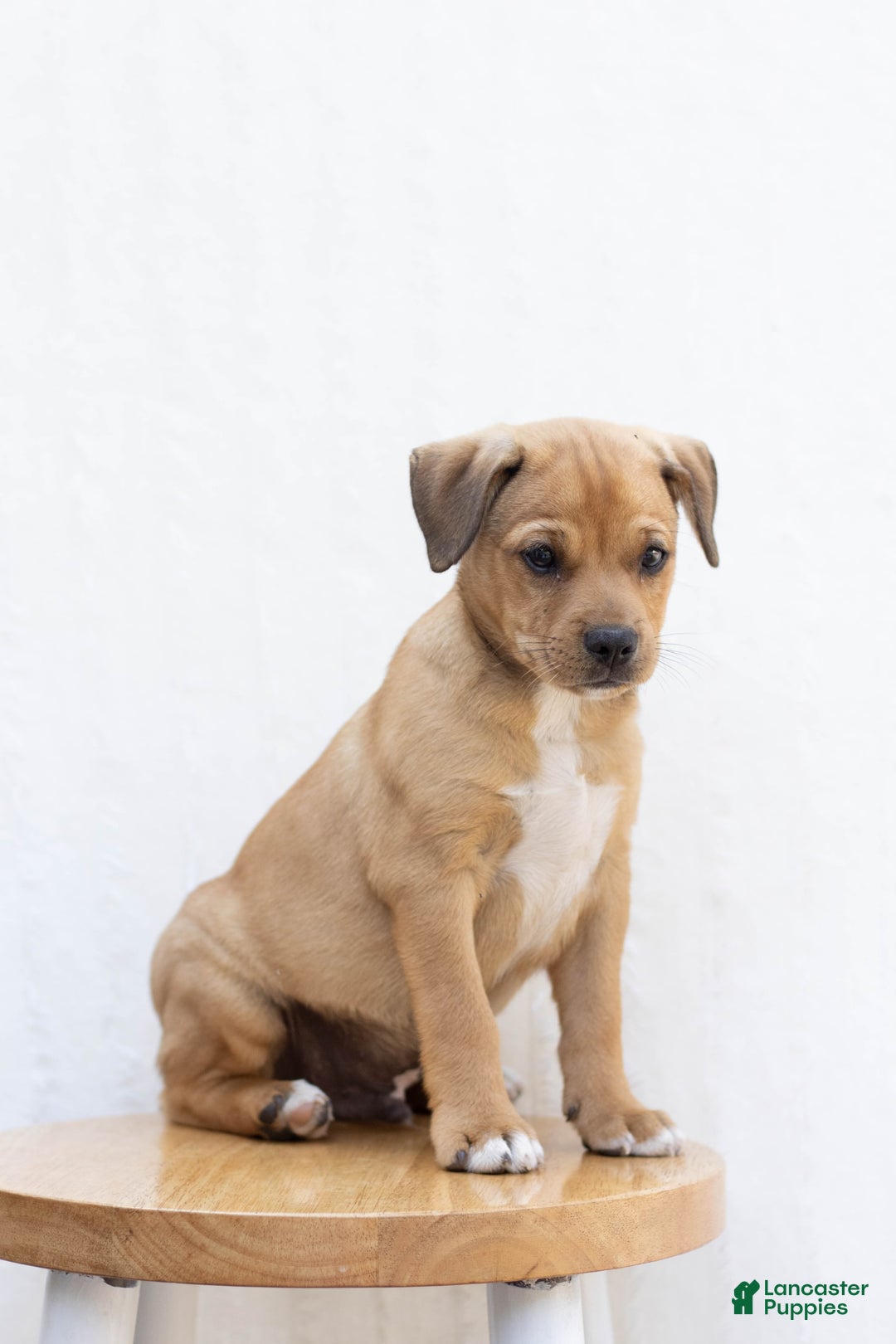 Jug dogs for sale: Lake - Image 1