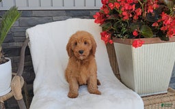 Goldendoodle dogs for sale: ANSON - Image 2