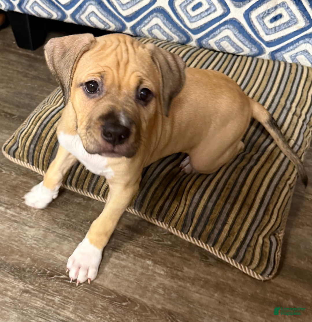 American Pit Bull Terrier dogs for sale: Pincess - Image 9