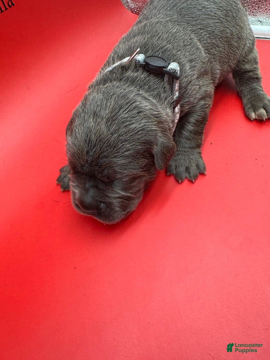 Cane Corso dogs for sale: ICCF Nyra - Image 1