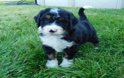 Mini Bernedoodle dogs for sale: Rio - Image 7