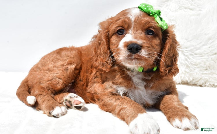 Mini Goldendoodle dogs for sale - Ad 4
