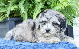 Havapoo dogs for sale: Carson - Image 5